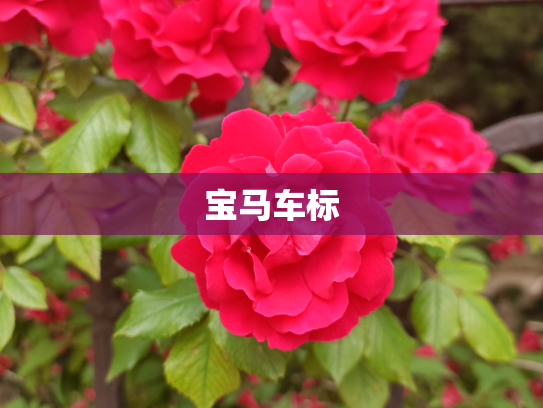 宝马车标