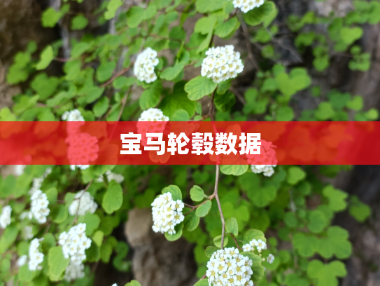 宝马轮毂数据