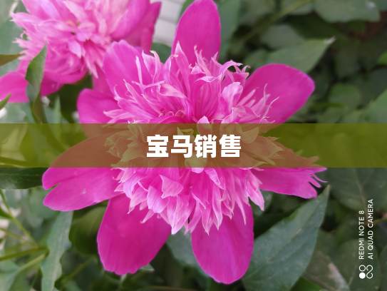 宝马销售