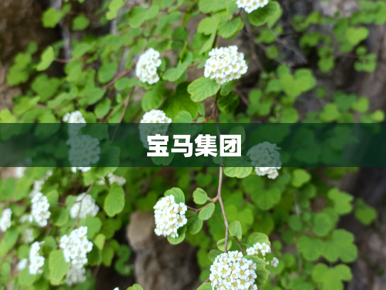 宝马集团