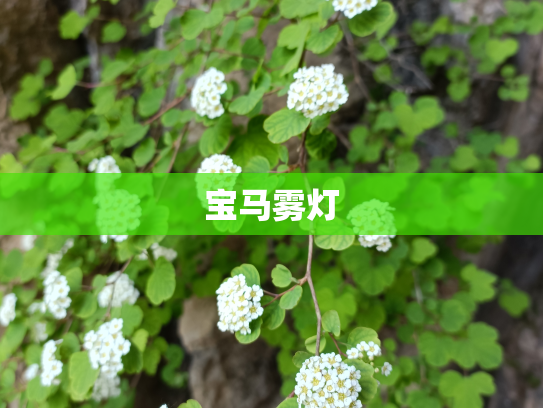 宝马雾灯