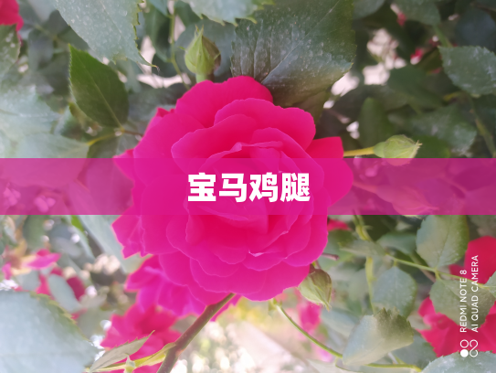 宝马鸡腿