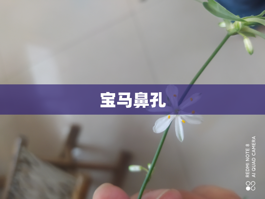宝马鼻孔
