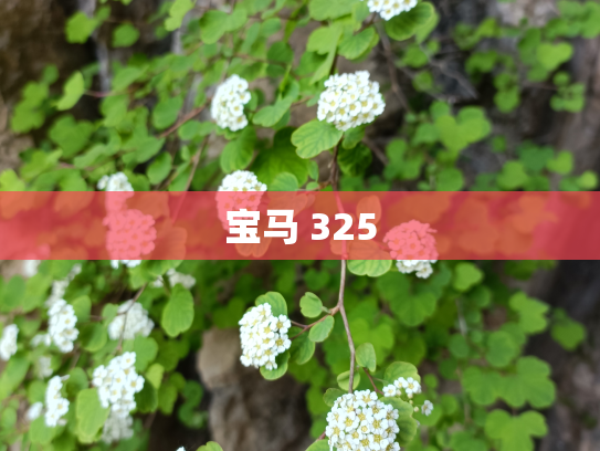 宝马 325