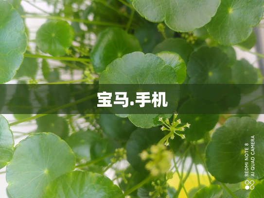 宝马.手机