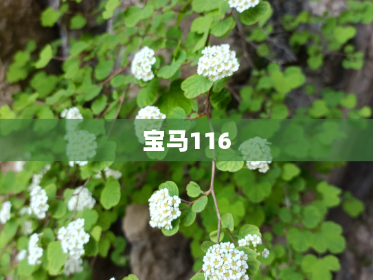 宝马116
