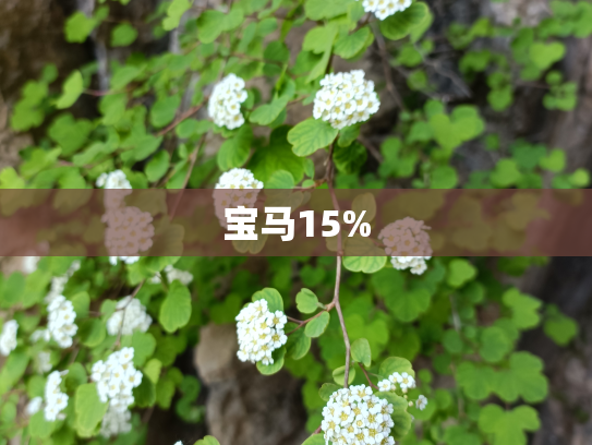 宝马15%