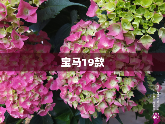 宝马19款