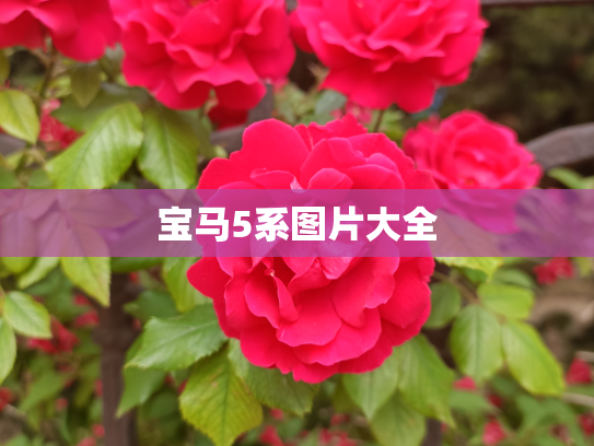 宝马5系图片大全