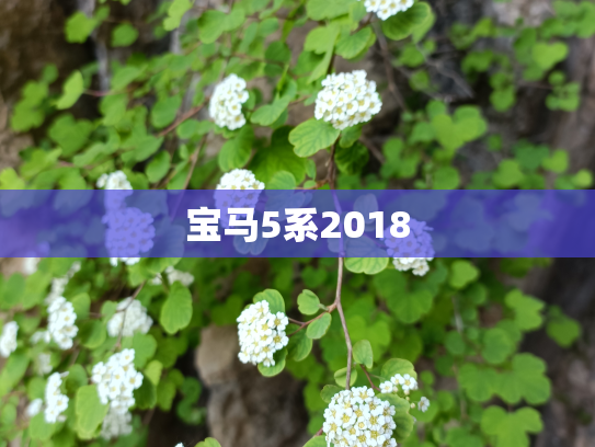 宝马5系2018