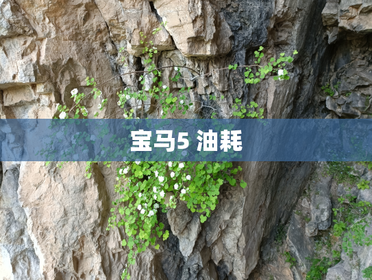 宝马5 油耗