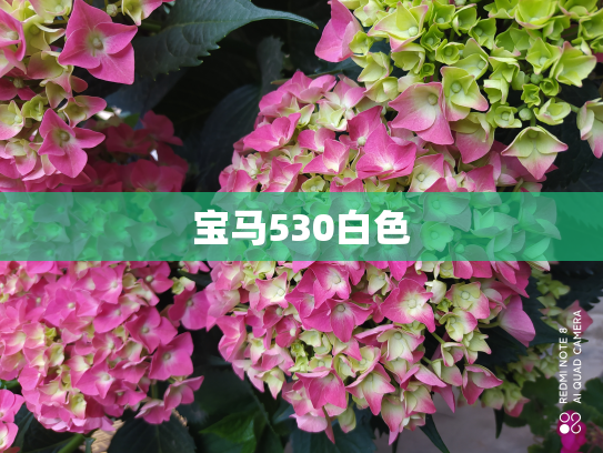 宝马530白色