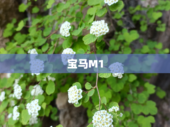 宝马M1