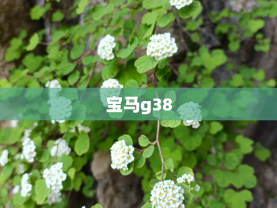 宝马g38