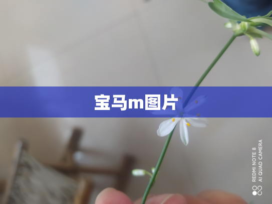 宝马m图片