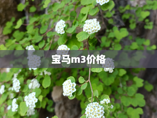 宝马m3价格