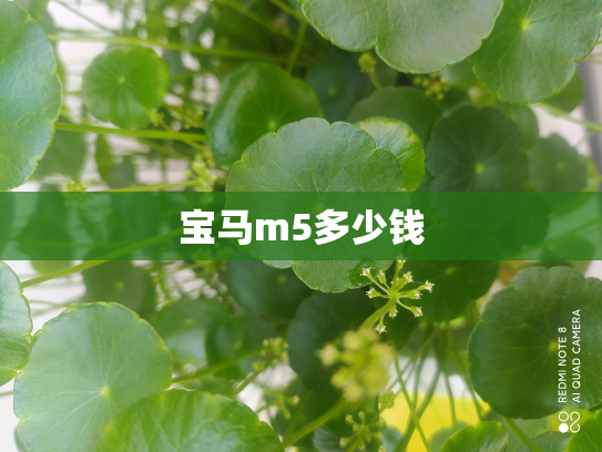 宝马m5多少钱