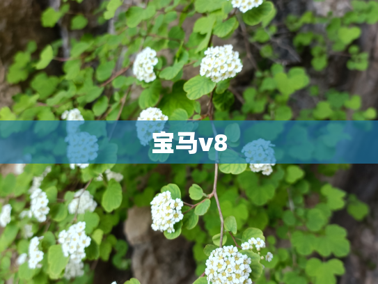 宝马v8