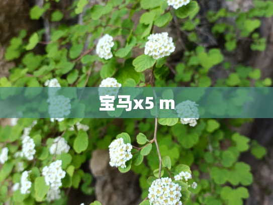 宝马x5 m