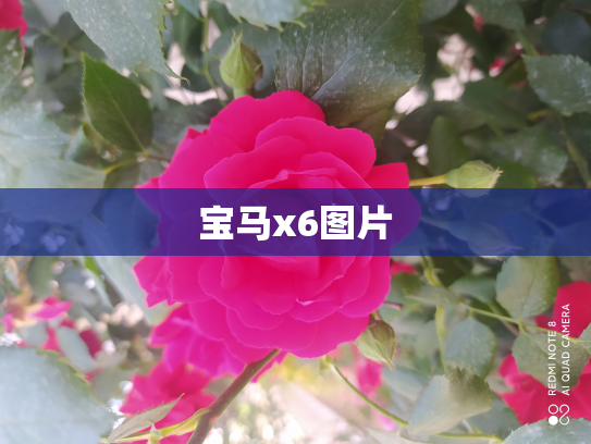 宝马x6图片