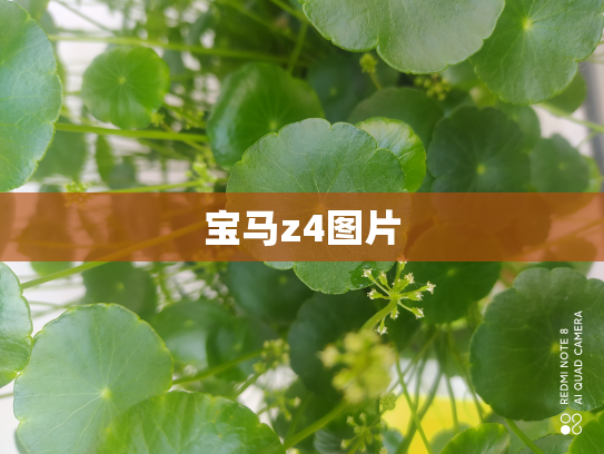 宝马z4图片