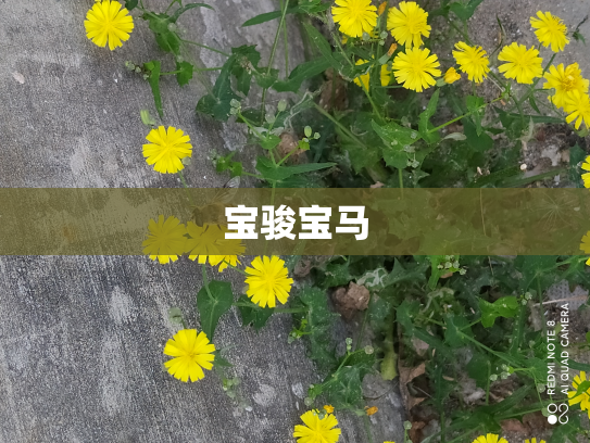 宝骏宝马