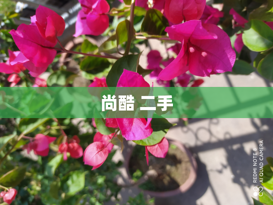 尚酷 二手