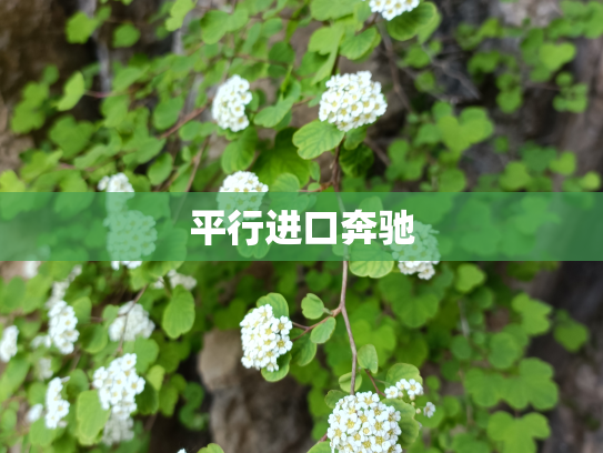 平行进口奔驰