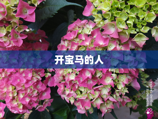 开宝马的人