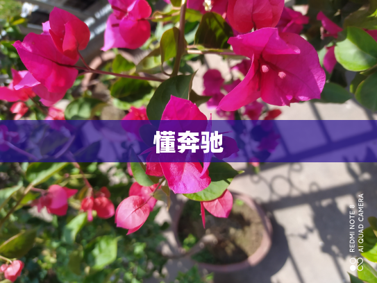 懂奔驰