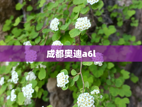 成都奥迪a6l