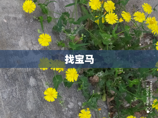 找宝马
