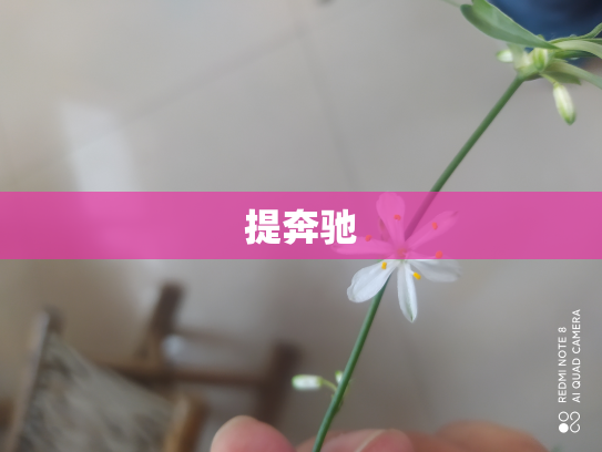 提奔驰