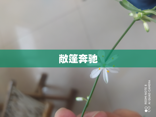 敞篷奔驰