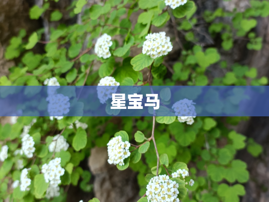 星宝马