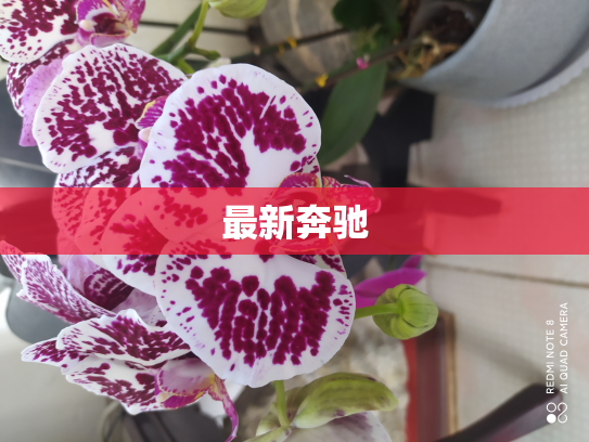 最新奔驰