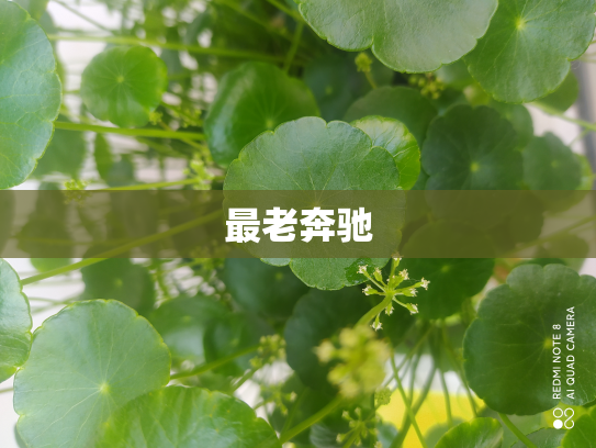 最老奔驰