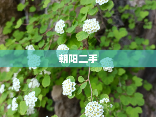 朝阳二手