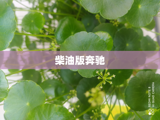 柴油版奔驰