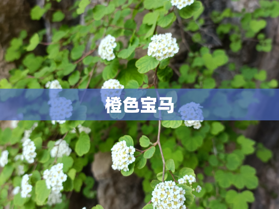 橙色宝马
