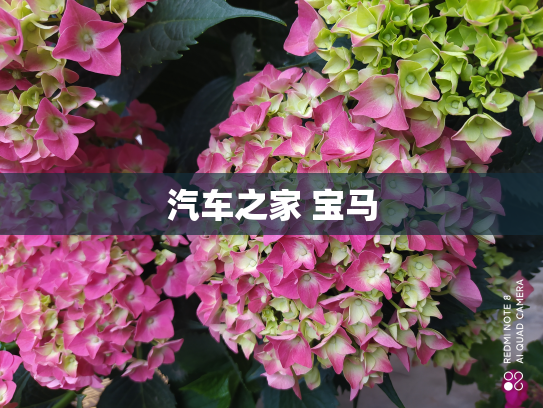 汽车之家 宝马