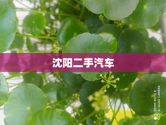 沈阳二手汽车