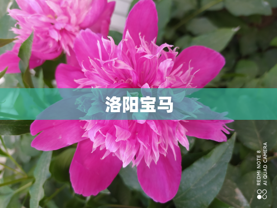 洛阳宝马