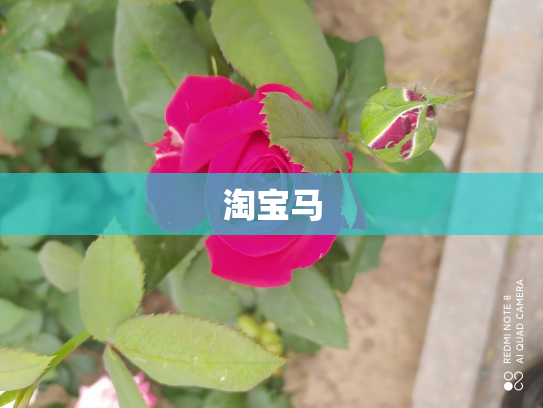 淘宝马