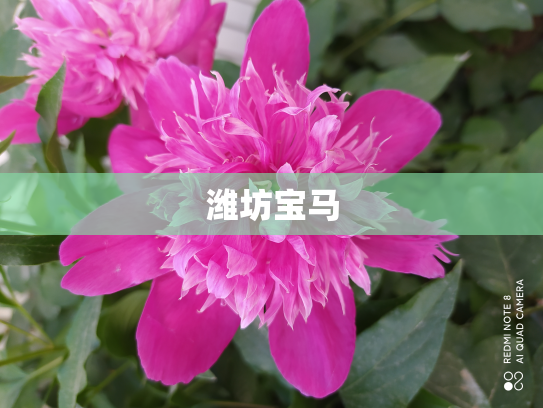 潍坊宝马