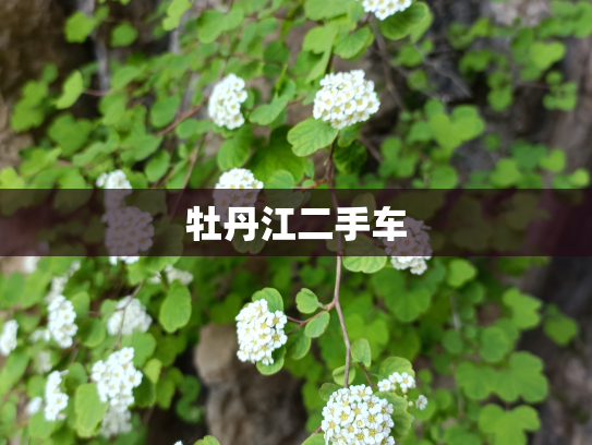 牡丹江二手车