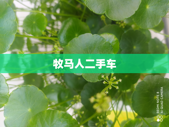 牧马人二手车
