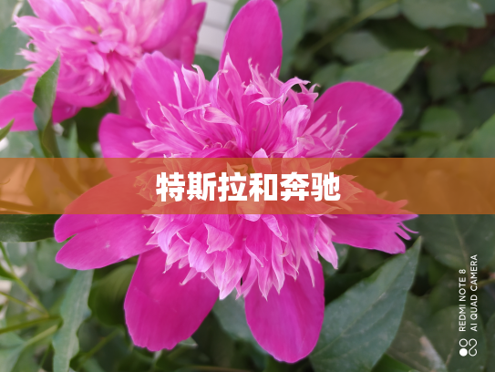 特斯拉和奔驰
