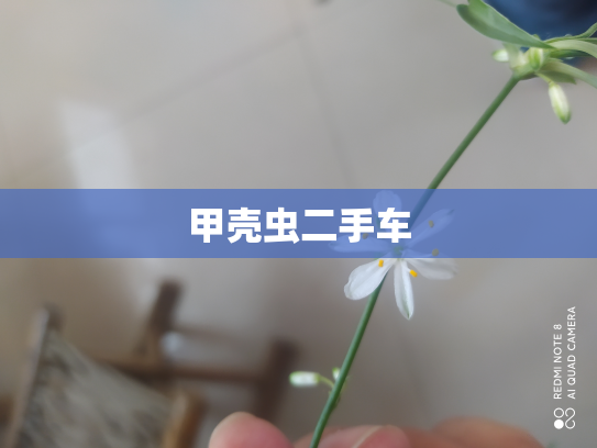 甲壳虫二手车