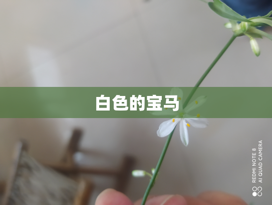 白色的宝马